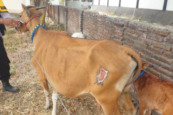 Modus potong kuping sapi curian kelabui pemiliknya, seorang peternak di Sumbawa dibekuk