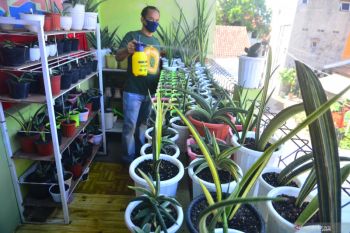 Lima tanaman pemurni udara yang mudah dirawat, cocok di ruangan redup