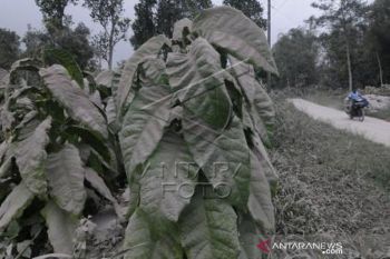 Abu Vulkanik Gunung Merapi