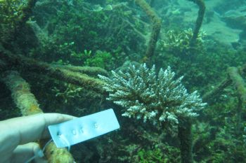 Peduli Lingkungan, PLN Kembangkan 32 Kawasan Konservasi Flora Fauna
