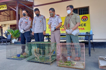Tim gabungan gagalkan penyelundupan satwa liar dilindungi di Papua
