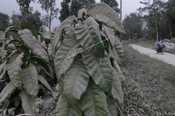 Abu vulkanik Gunung Merapi