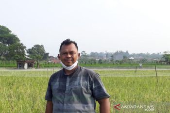 Kemandirian pangan perlu didukung pembangunan sektor pertanian
