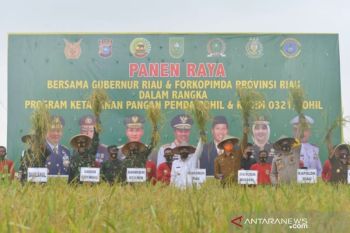 Riau mampu produksi 139.130 ton beras per tahun