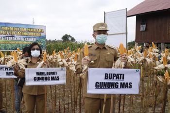 Bupati Gumas beberkan kemajuan program budidaya jagung hibrida