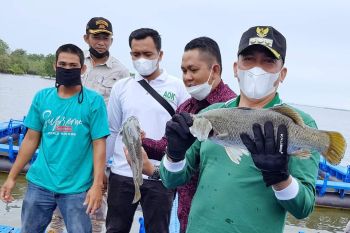 Bupati Meranti sarankan nelayan beralih ke budidaya kakap