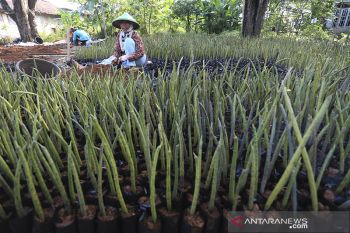Budidaya bibit mangrove