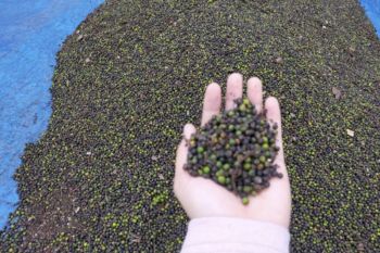 Harga lada tingkat petani di Lampung naik