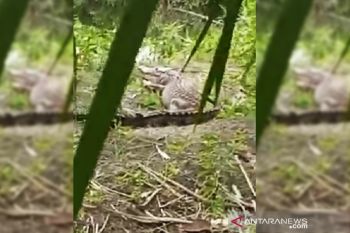 Buaya besar naik ke darat resahkan warga Kotim