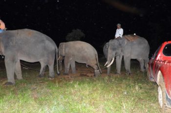 Dipandu gajah latih, Kaesang dan Dodo dievakuasi ke Tesso Nilo