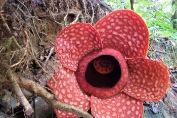Bunga Rafflesia jenis ini ditemukan mekar di daerah Sungai Gambir Sako Tapan