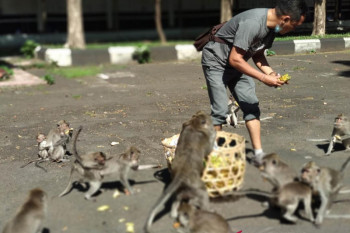 "Sekaa Demen Bojog" Bali bagikan pisang untuk kera di Sangeh dan Alas Kedaton