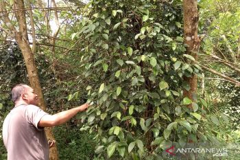 Harga lada di Tanjung Pandan Babel naik jadi Rp92 ribu per kilogram