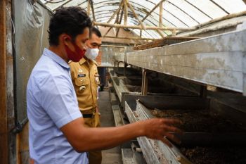 Warga Gunung Kidul budidaya maggot bernilai ekonomis tinggi