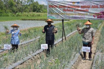 Kelomtan Tani Rukun panen benih bawang merah varietas Lokananta