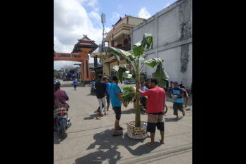 Sopir dum truk tanam pohon pisang di jalan BLK International Lotim