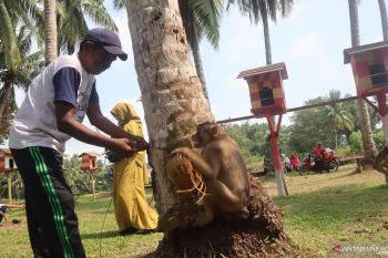 Ini akan dilakukan Pemkot Pariaman di 21 desa wisata daerah itu