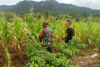 Satgas TNI garap lahan kosong menjadi produktif di perbatasan