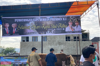 President Joko Widodo Donated 1,2 Ton Sacrifices Cow to Masjid Raya Sumbar