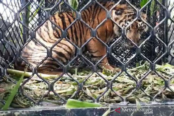 Tiga harimau sumatra ditemukan mati di hutan Aceh Selatan