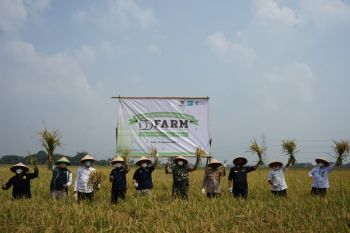 Dompet Dhuafa-Baznas DKI Jakarta panen raya padi 150 hektare program ketahanan pangan untuk negeri