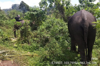 Kawanan gajah liar rusak perkebunan warga di Tangse