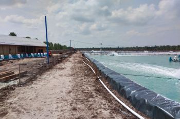Hanya lima dari ratusan tambak udang di Bengkalis kantongi izin