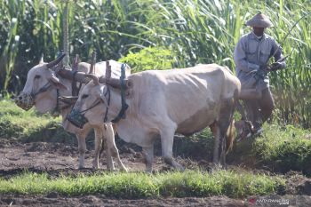 Bajak Sapi Masih Diminati Petani