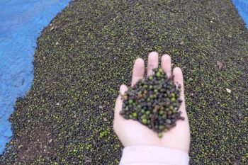 Dewan Rempah Indonesia dorong petani terus budidayakan lada Lampung