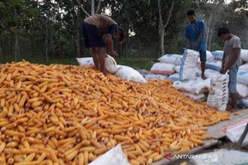 Investor Malaysia berminat bangun pabrik pakan ternak di Barut