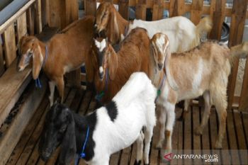 Tujuh kelompok tani di Kolaka Timur dapat bantuan kambing dan ayam