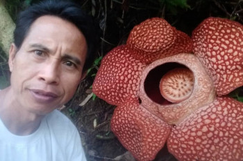Holidin berhasil menangkar Rafflesia arnoldii