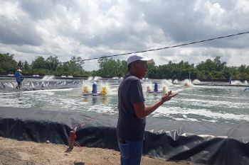 Warga Agam ubah lahan tidur jadi produksi udang vaname