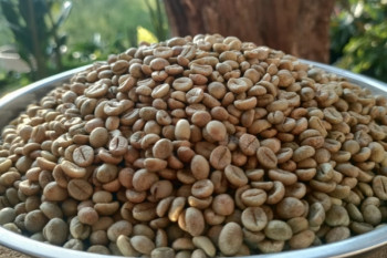 Petani Lampung Barat mulai lirik budidaya kopi organik