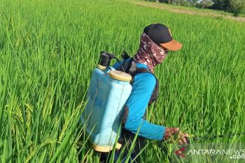 Petani Kabupaten Banyuasin gagal panen akibat serangan hama WBC