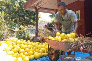 Keren, Petani melon  raih omzet puluhan juta rupiah