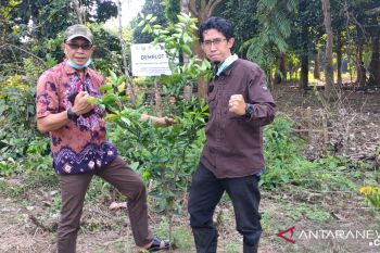JBI fokus kembangkan  tanaman lokal unggul produktif di Sumsel
