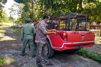 Terkam remaja hingga tewas, BBKSDA Riau buru harimau