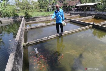 Peternak ikan Pessel diminta gunakan bibit berkualitas