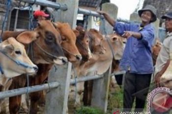 DPRD Riau upayakan hibah sapi tetap dianggarkan di APBD-P