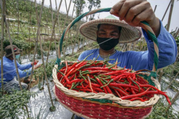 DIY berencana serap cabai petani atasi anjloknya harga
