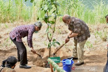 DIY kembangkan hutan agroforestry di Desa Sriharjo Bantul
