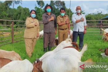 Gubernur Kaltara Apresiasi Pengembangbiakan Kambing Boer