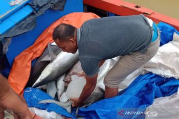 Hiu banjiri Pelabuhan Idi Aceh Timur