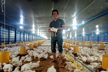 Seorang petenak di Pasaman, awalnya satu kandang kini 50 ribu ekor, dan ini target di 2022
