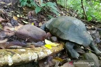 Dipastikan sehat, KSDA Agam lepasliar hewan langka dilindungi itu ke Cagar Alam Maninjau