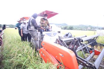 Pemprov Sulsel panen perdana padi varietas M70D di Barru