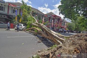 Pohon Tumbang