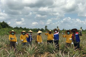 Binaan Pertamina, Kawasan rawan Karhutla jadi lahan pertanian nanas