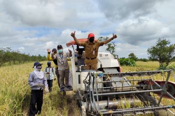 BPTP Kalsel sukses kembangkan padi varietas unggul di lahan pasang surut
